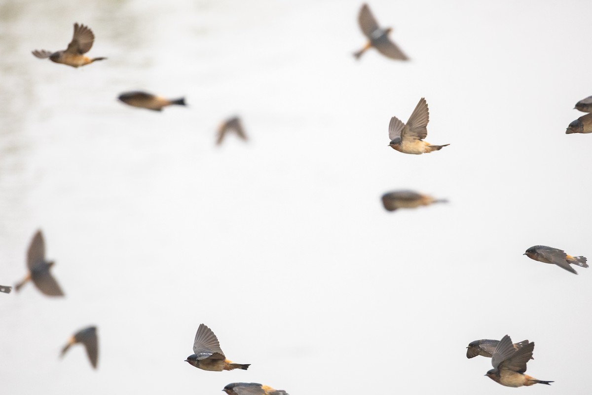 Red-throated Swallow - ML639291597
