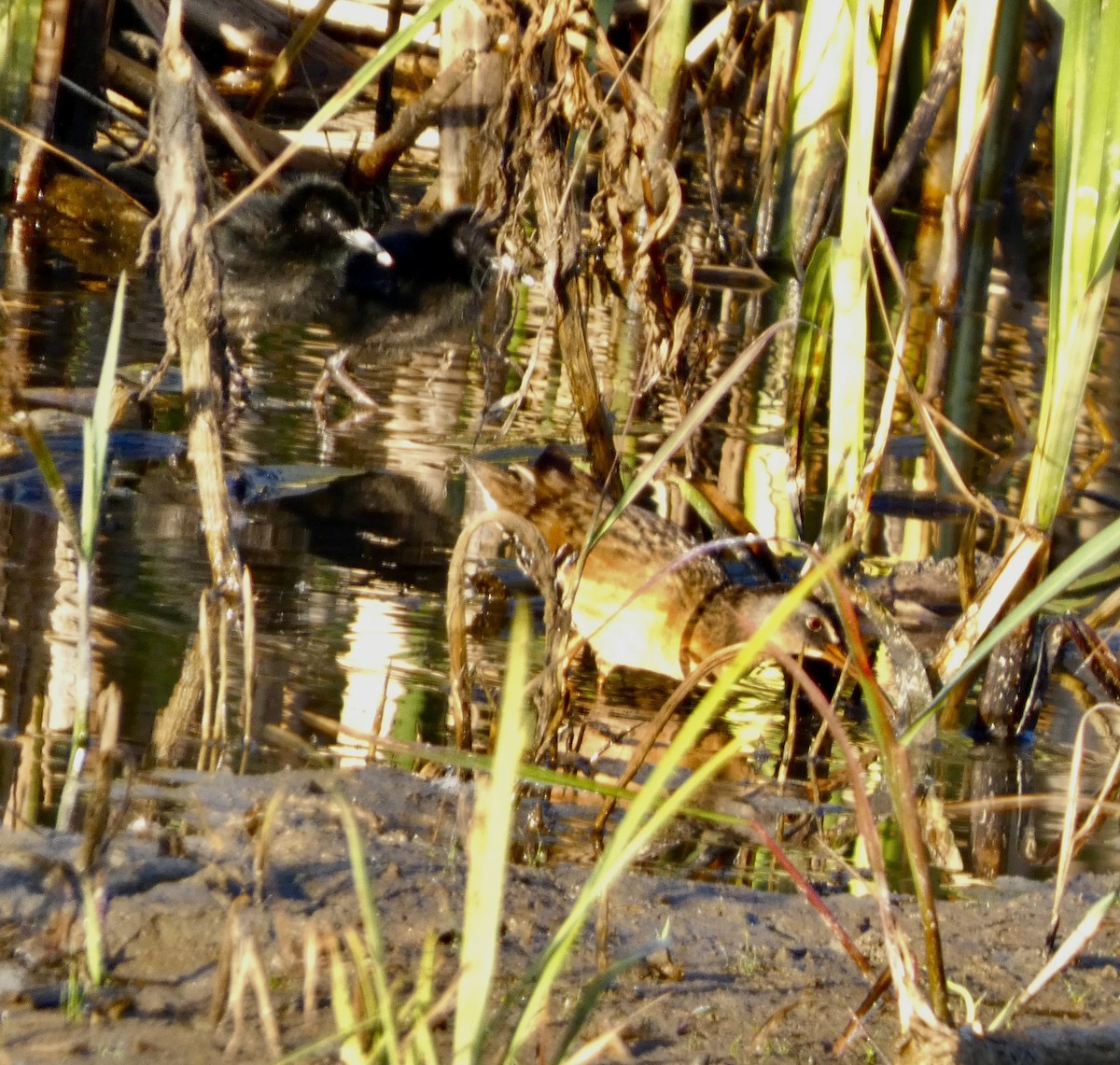 Virginia Rail - ML639291719
