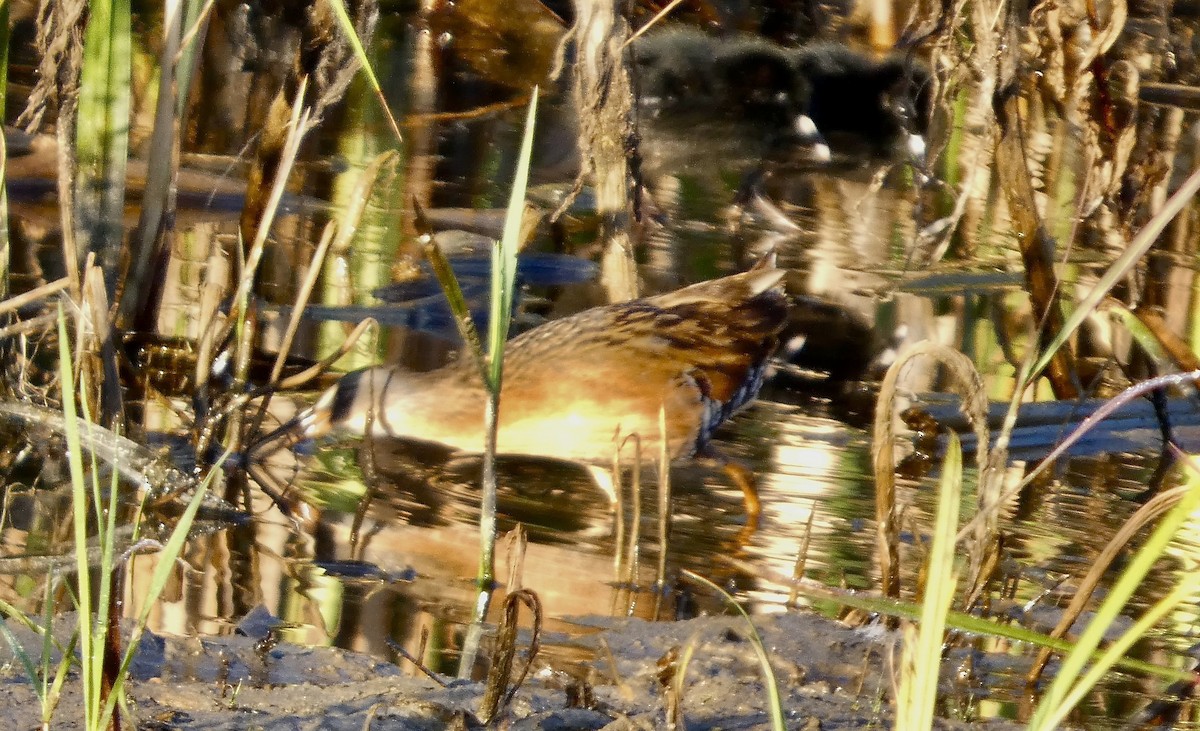 Virginia Rail - ML639291724