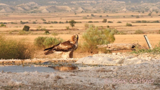 Aquila minore - ML639291818