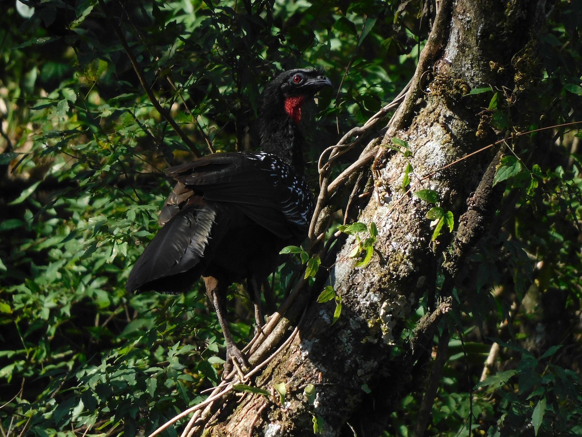 Pénélope des yungas - ML639291873