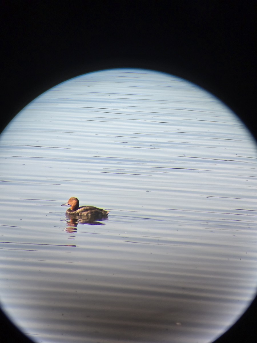 Redhead - ML639291924