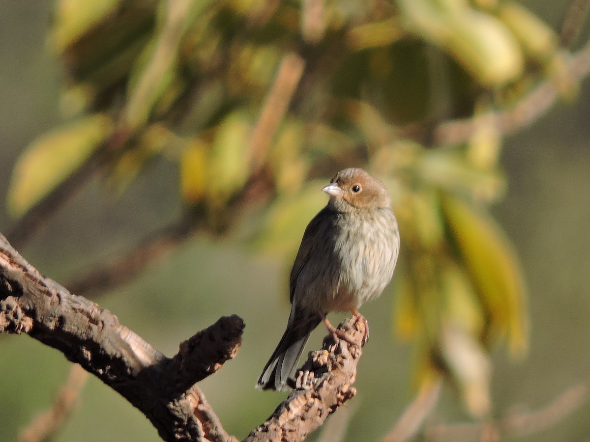 Blue Finch - ML639292023