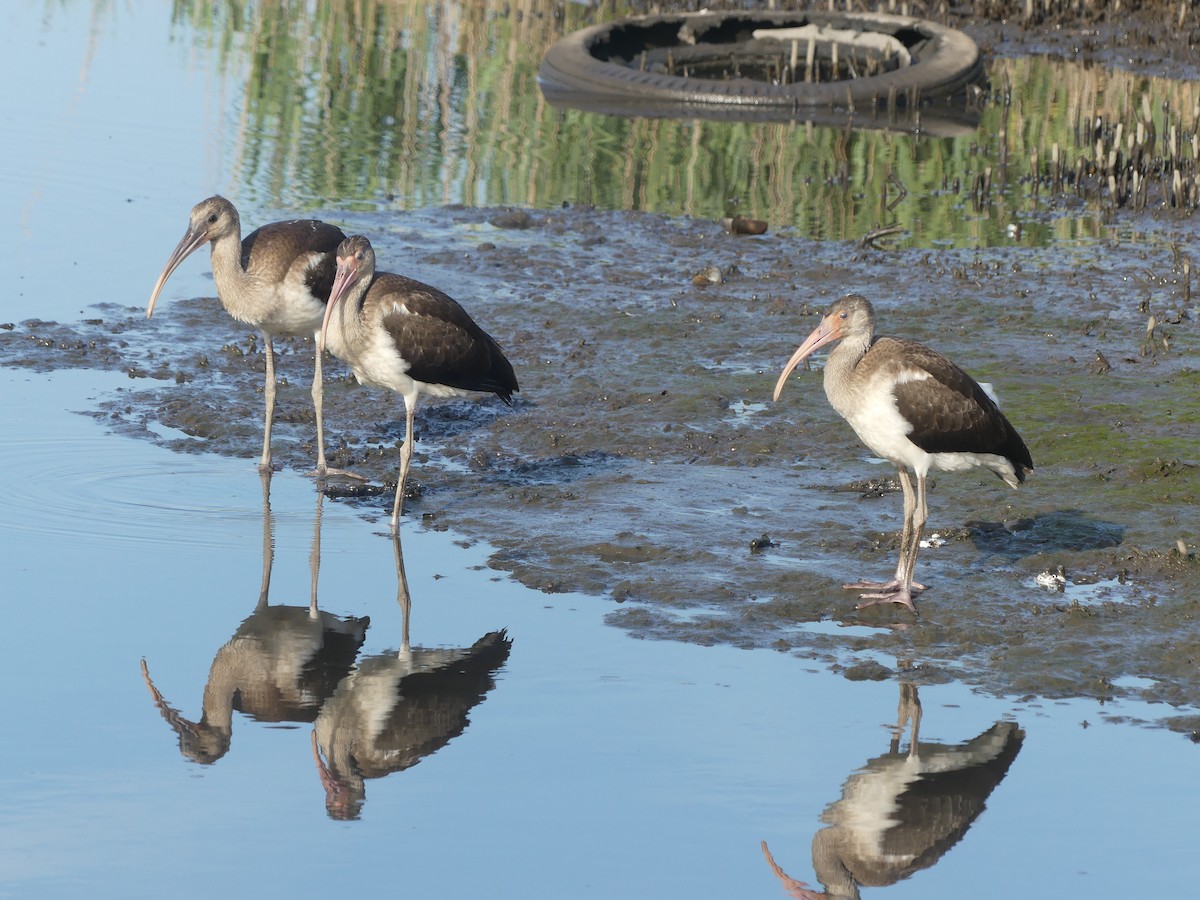 White Ibis - ML639292032