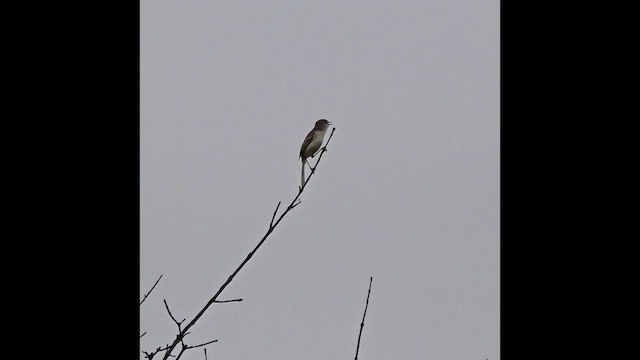 Plain Prinia - ML639292042