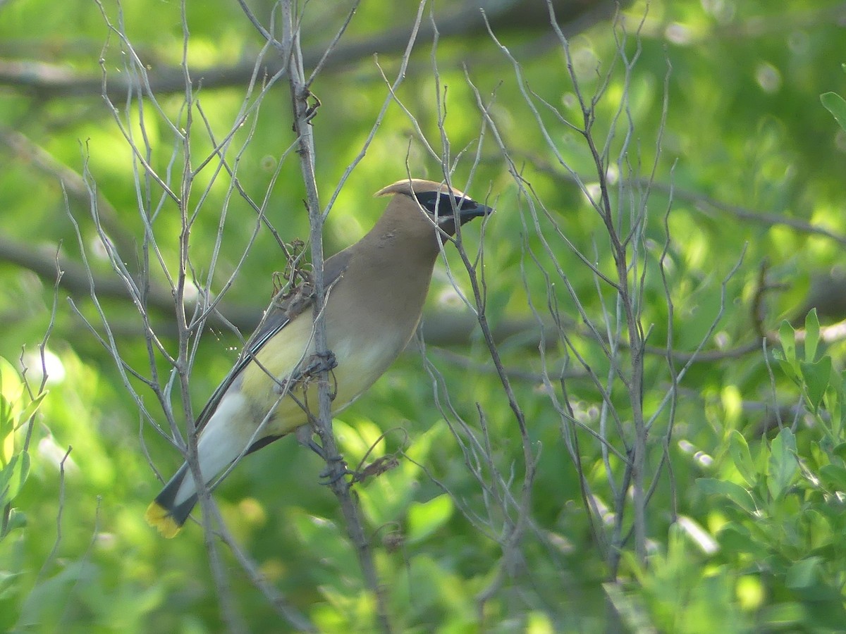 Cedar Waxwing - ML639292059