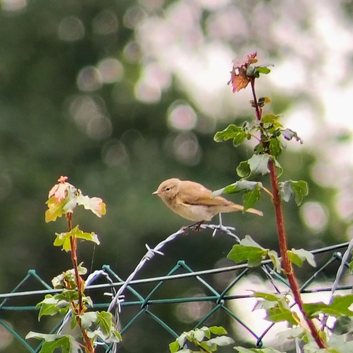 Common Chiffchaff - ML639292190