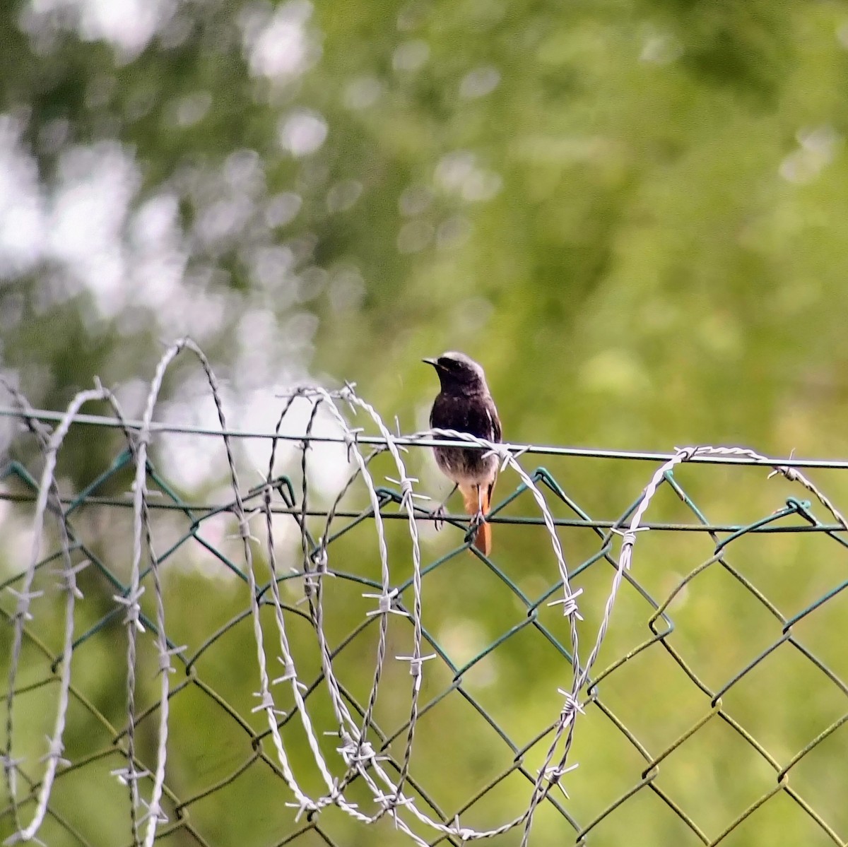 Black Redstart - ML639292203