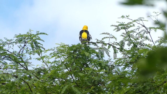 Golden Grosbeak - ML639292347