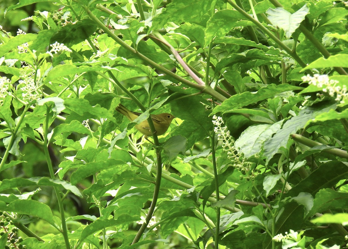 Yellow Warbler (Northern) - ML639292398