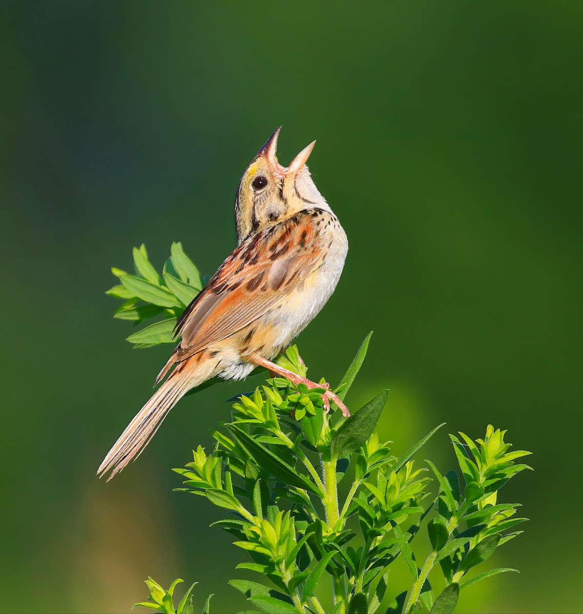 Henslow's Sparrow - ML639292404
