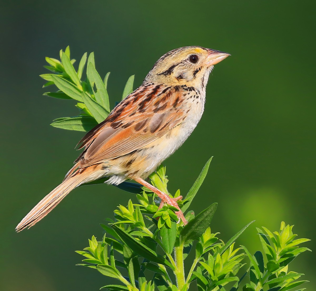 Henslow's Sparrow - ML639292407
