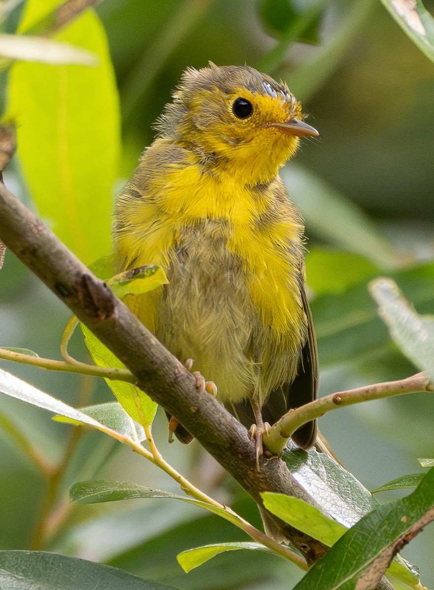 Wilson's Warbler - ML639292429