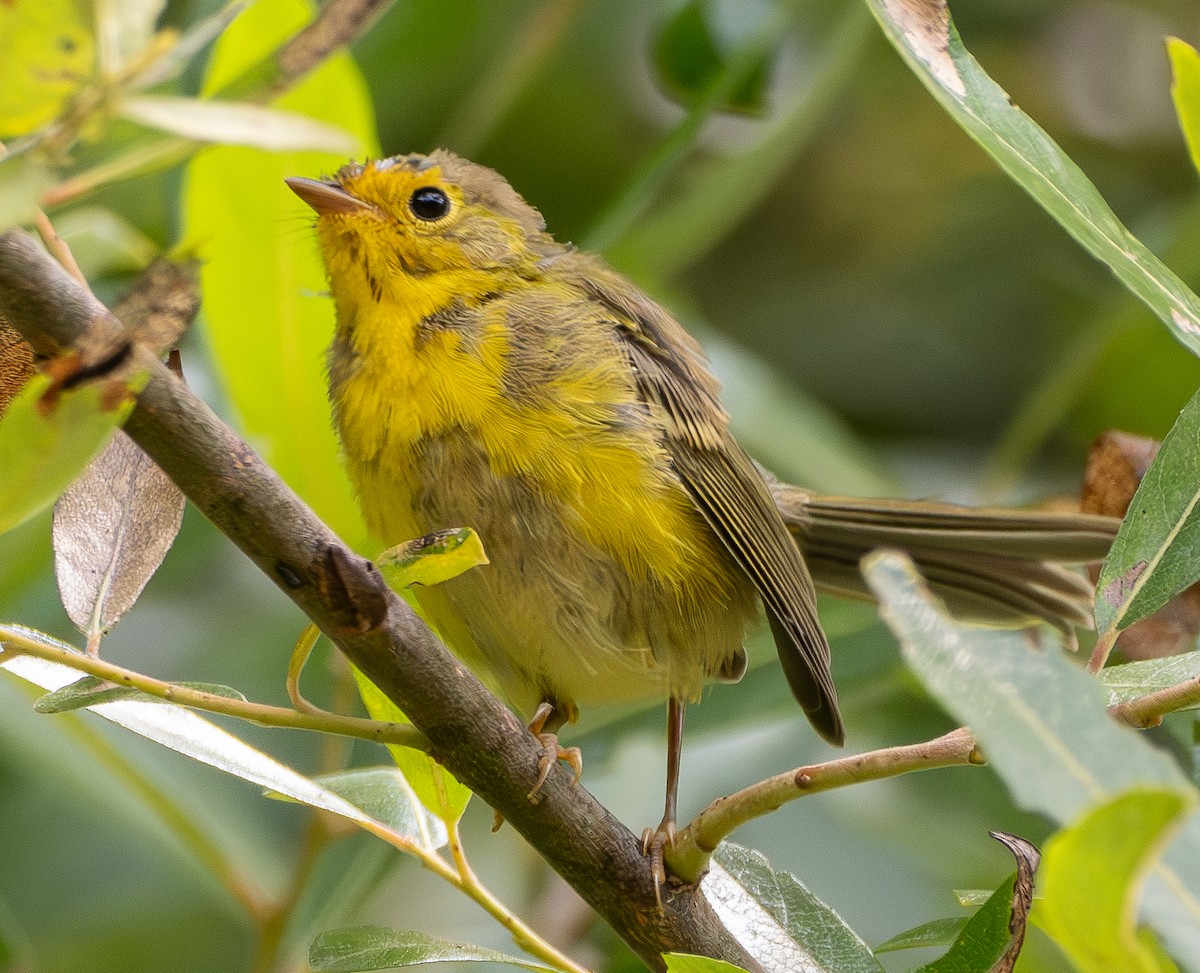 Wilson's Warbler - ML639292434