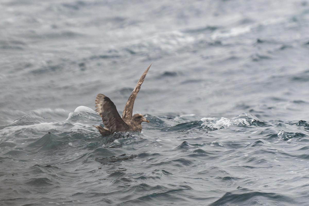 Northern Fulmar (Pacific) - ML639292484
