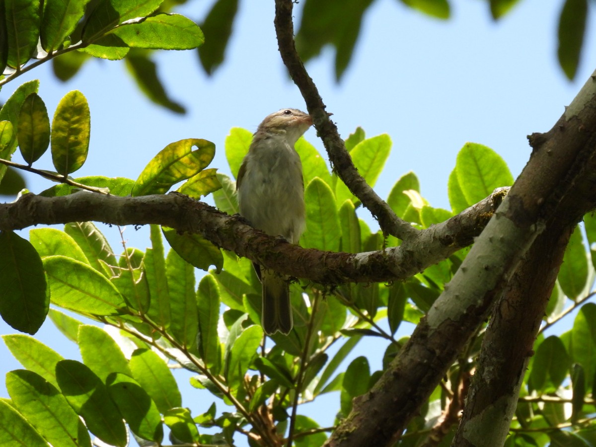 Black-whiskered Vireo - ML639292514