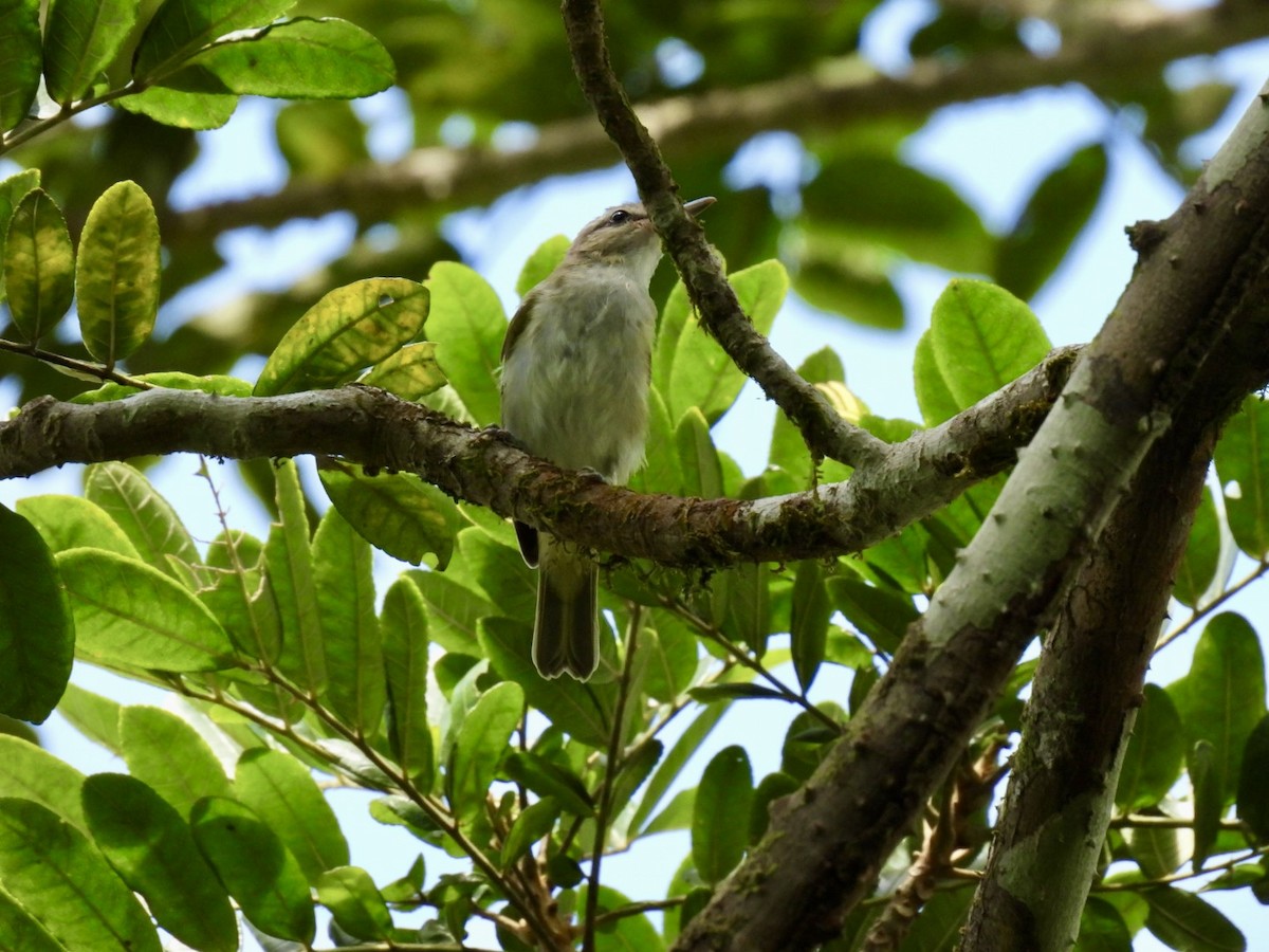 Black-whiskered Vireo - ML639292515