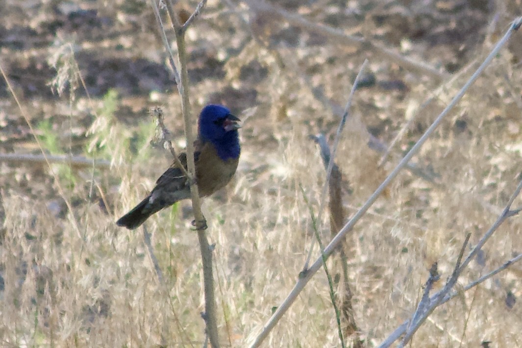 Blue Grosbeak - ML639292684