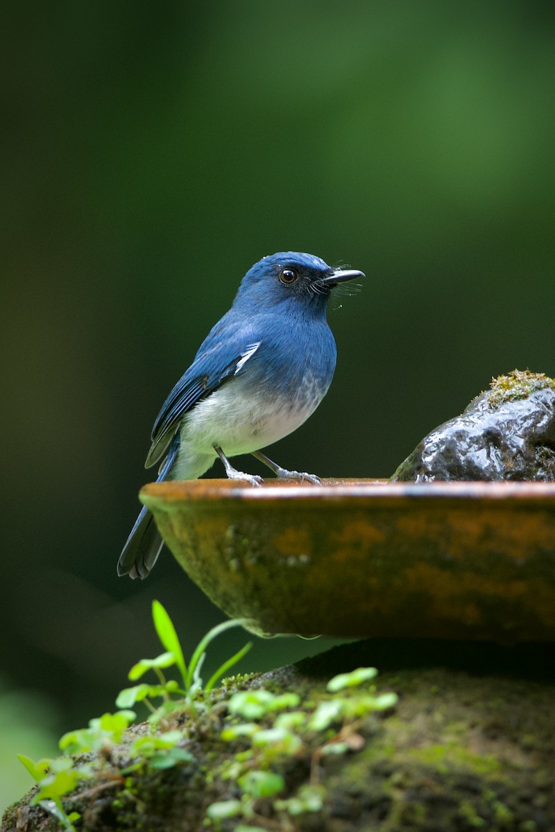 White-bellied Blue Flycatcher - ML639292741