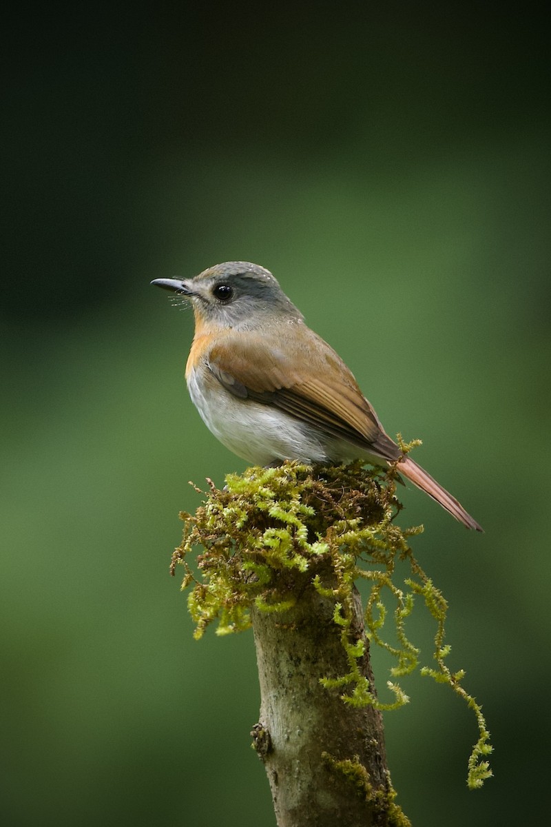 White-bellied Blue Flycatcher - ML639292759
