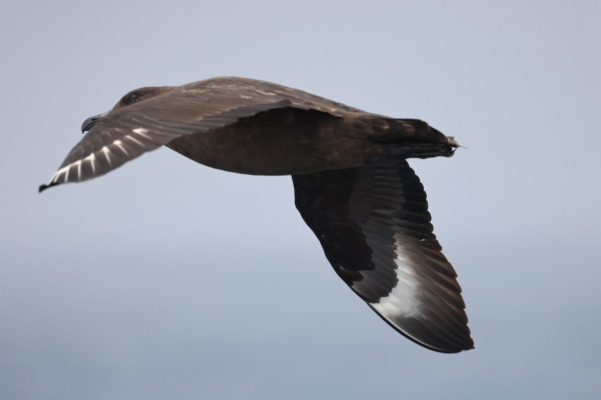 Brown Skua - ML639292774