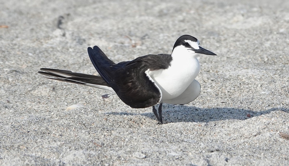 Sooty Tern - Steve Aversa