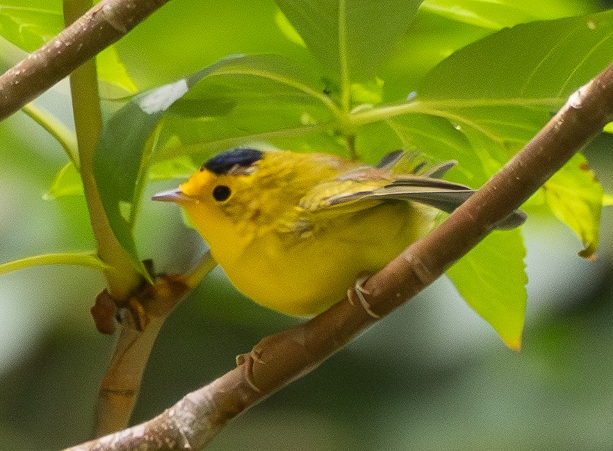 Wilson's Warbler - ML639292814