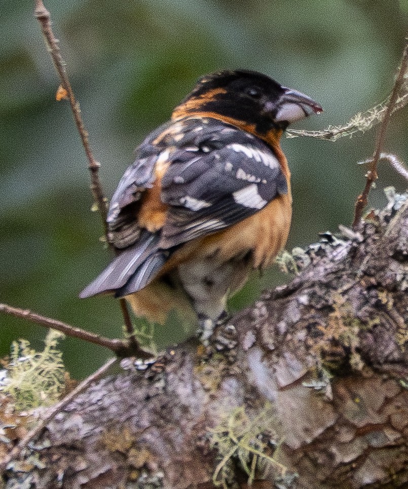 Black-headed Grosbeak - ML639292818