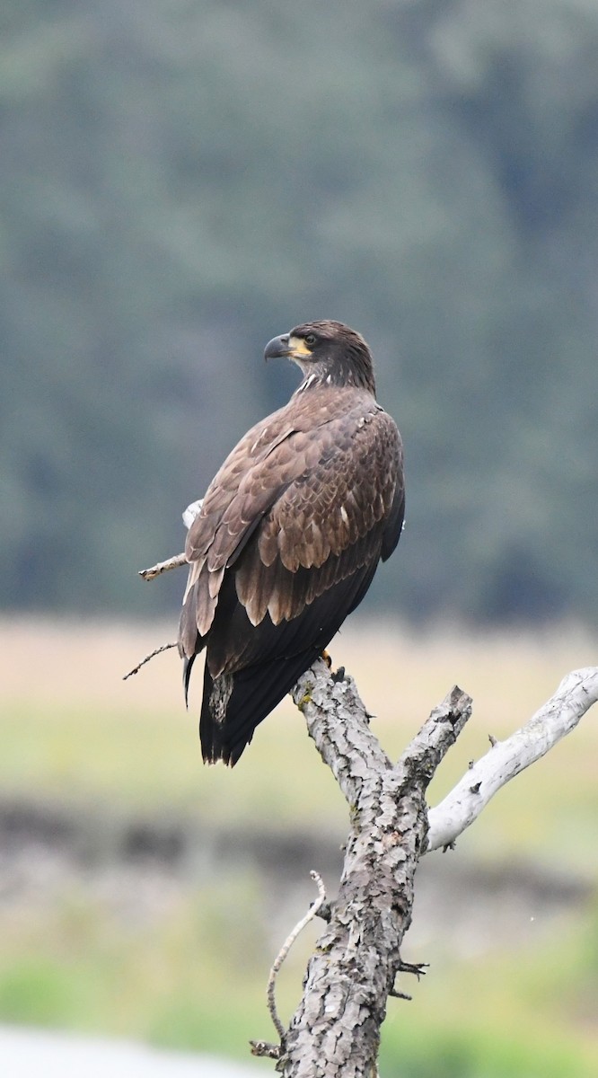 Bald Eagle - ML639292820