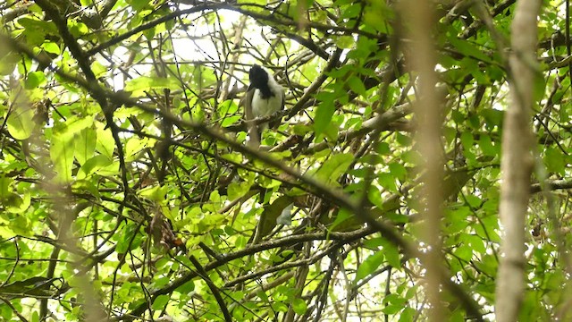Collared Antshrike - ML639292823