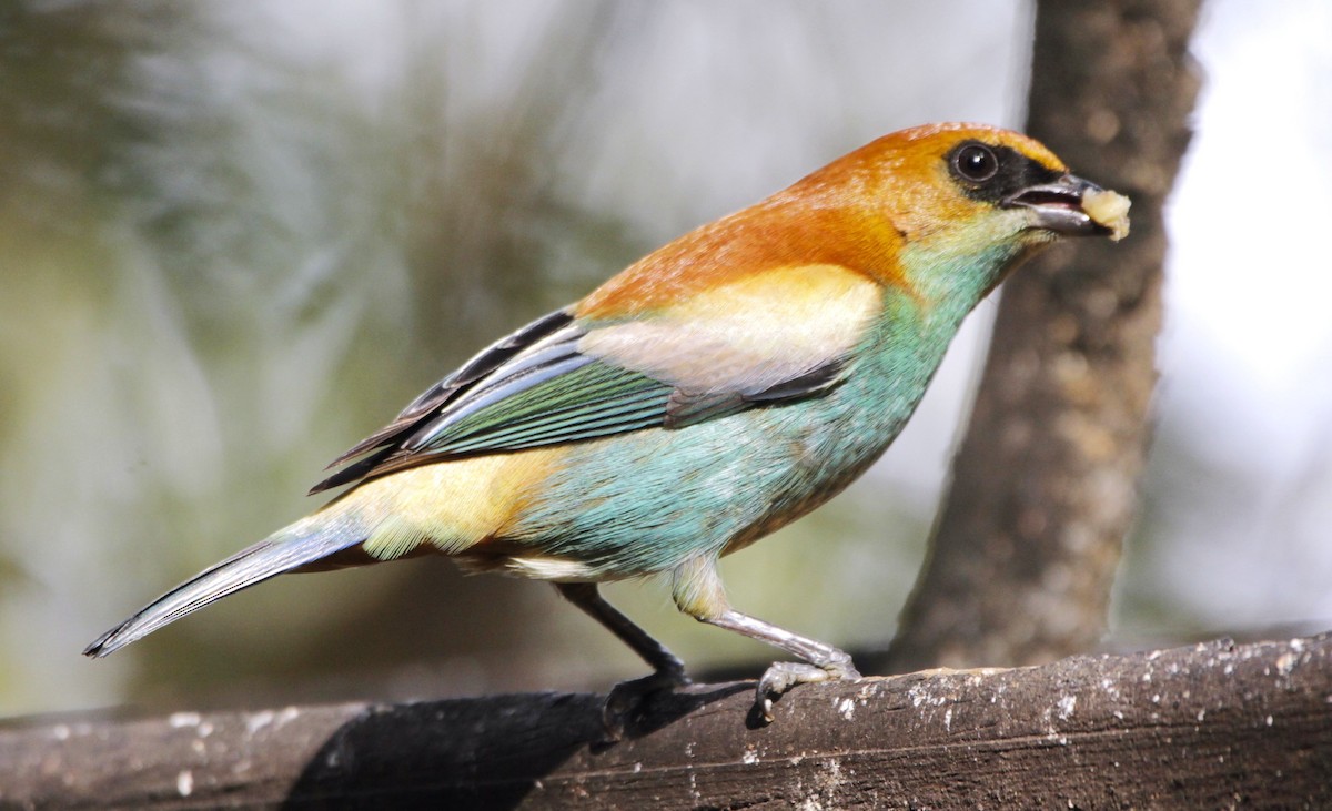 Chestnut-backed Tanager - ML639292965