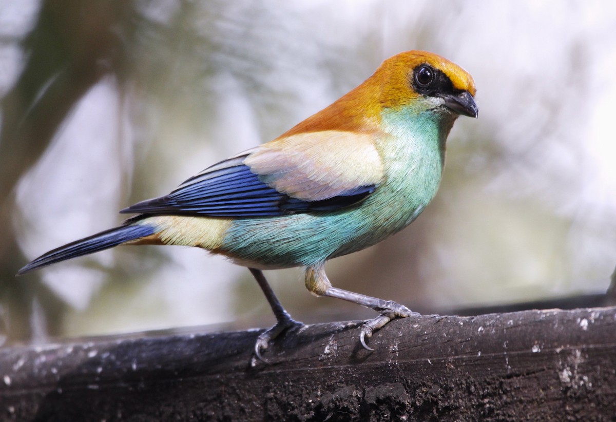 Chestnut-backed Tanager - ML639292970