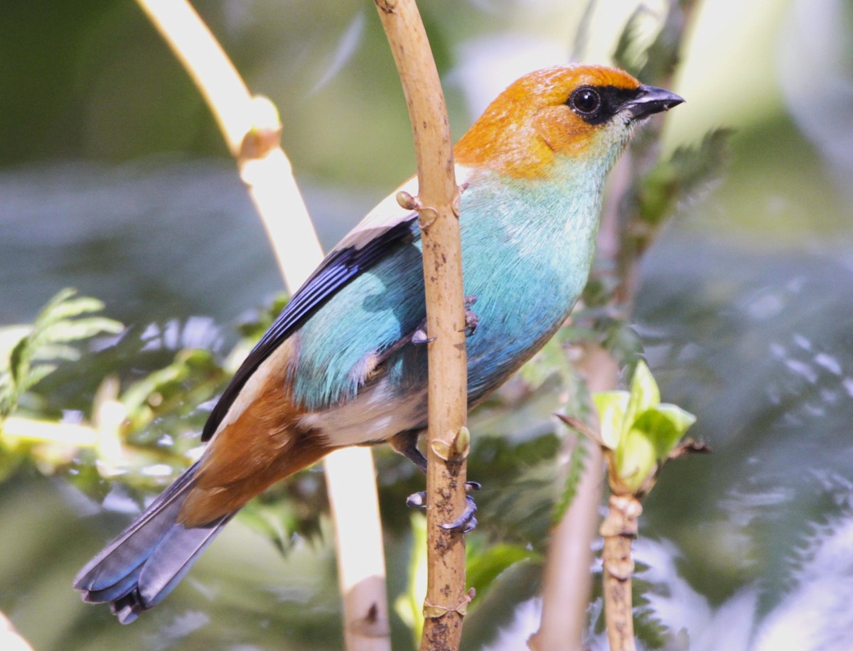 Chestnut-backed Tanager - ML639292979