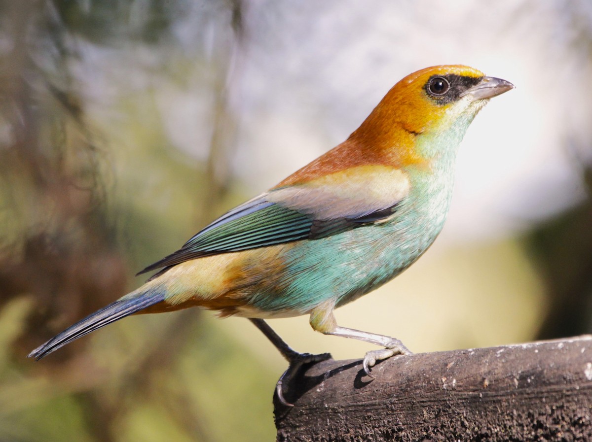 Chestnut-backed Tanager - ML639292983