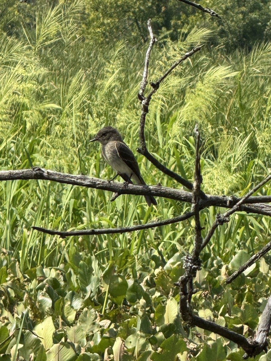 Eastern Wood-Pewee - ML639292990