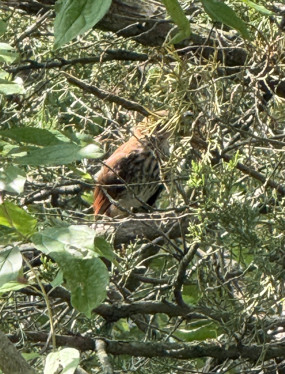 Brown Thrasher - ML639292997