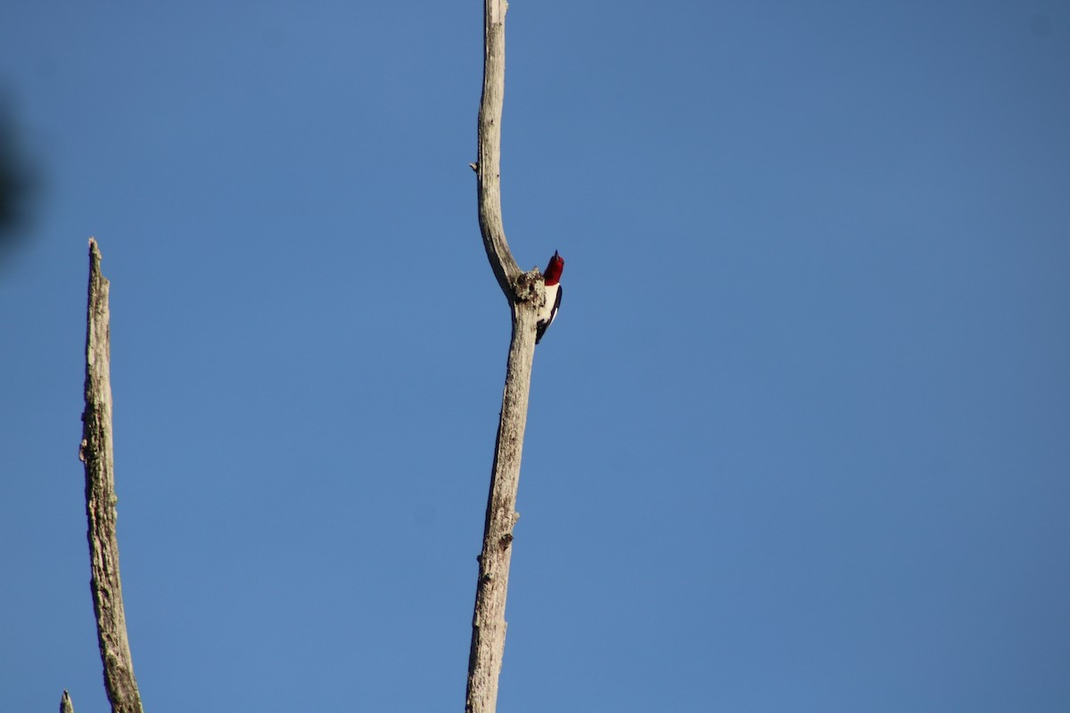 Red-headed Woodpecker - ML639293033