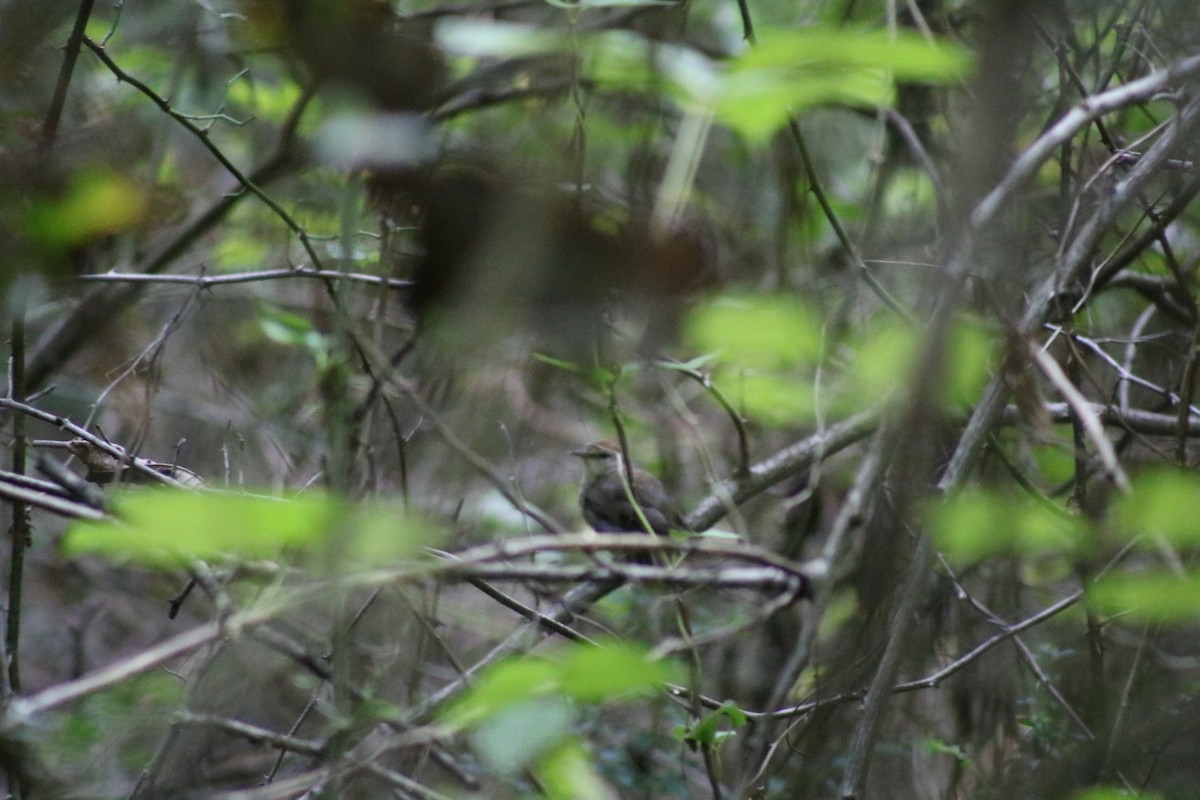 Swainson's Warbler - ML639293068