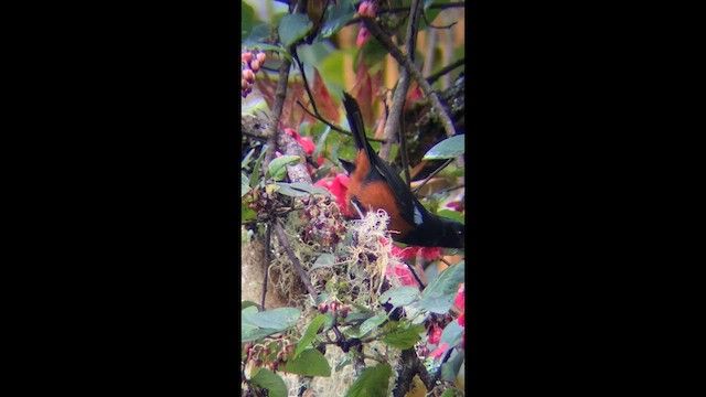 Chestnut-bellied Flowerpiercer - ML639293296