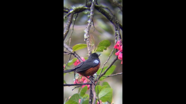 Chestnut-bellied Flowerpiercer - ML639293310