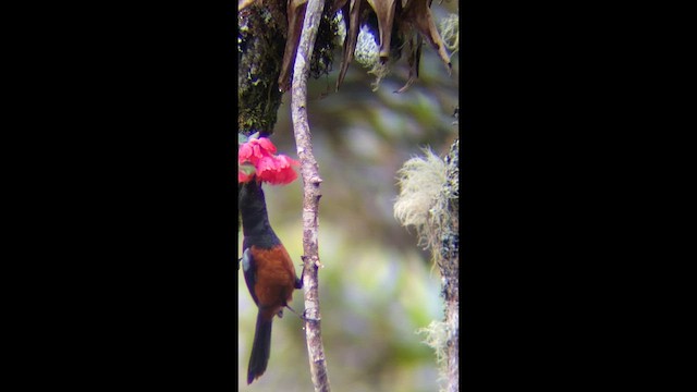 Chestnut-bellied Flowerpiercer - ML639293328
