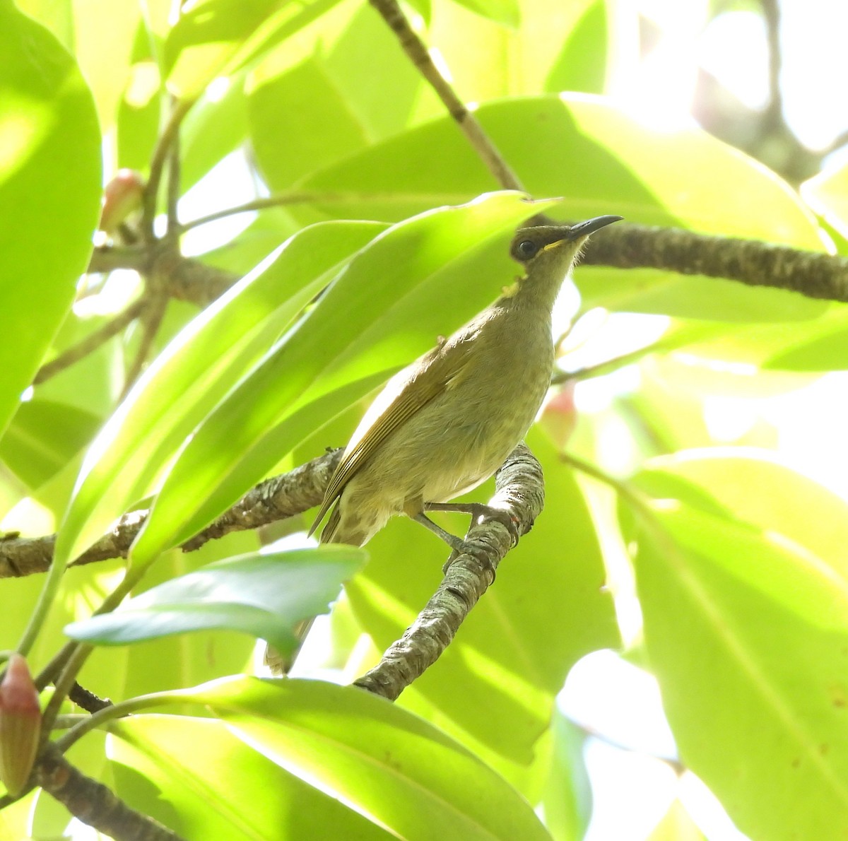 Cryptic Honeyeater - ML639293364