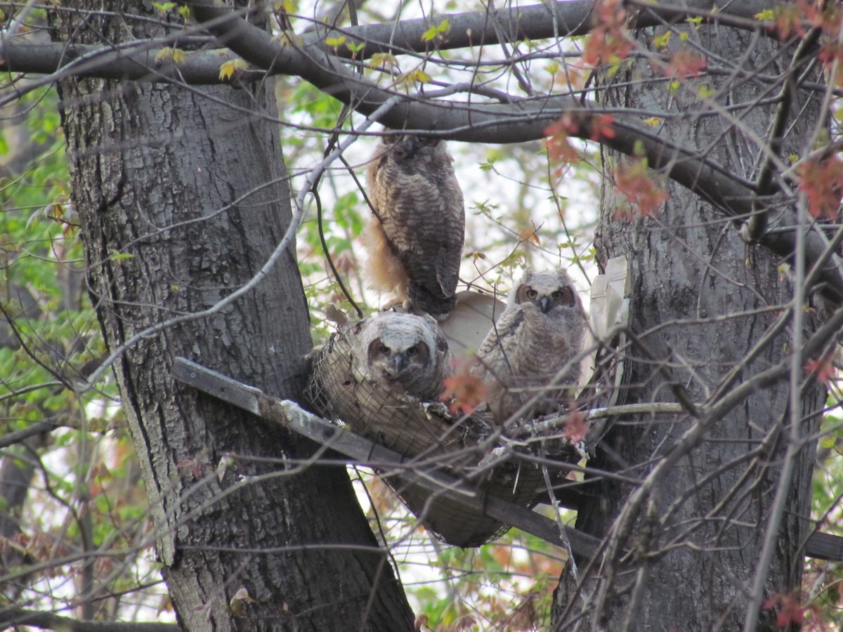 Great Horned Owl - ML639293416