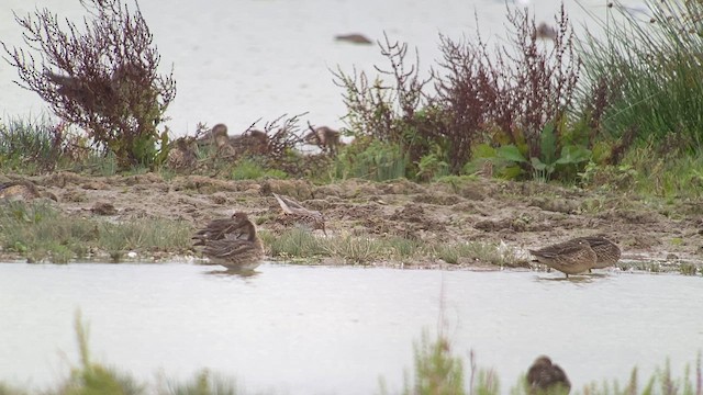 Wilson's Phalarope - ML639293418