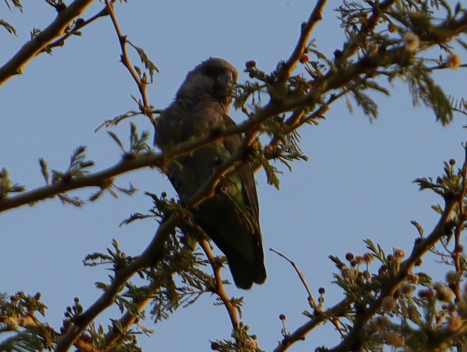 Red-bellied Parrot - ML639293475