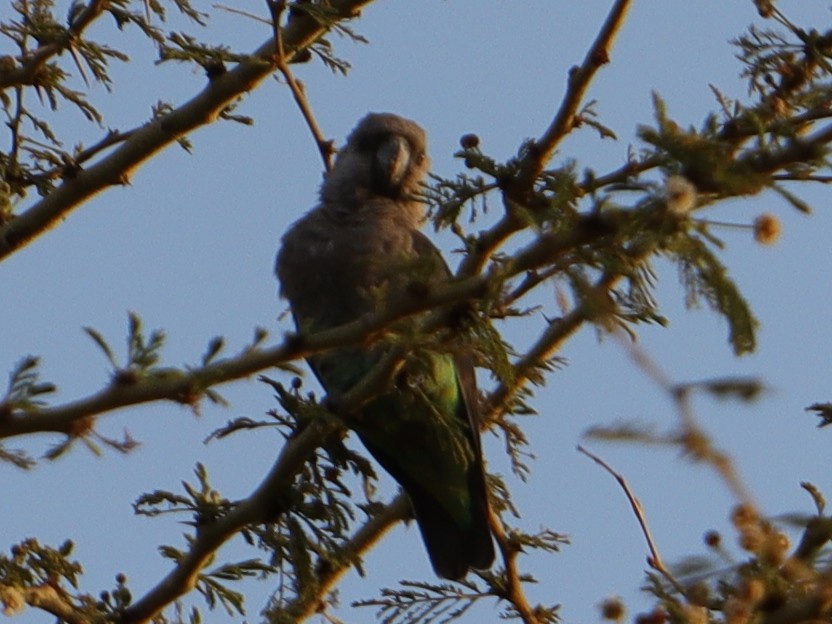 Red-bellied Parrot - ML639293476