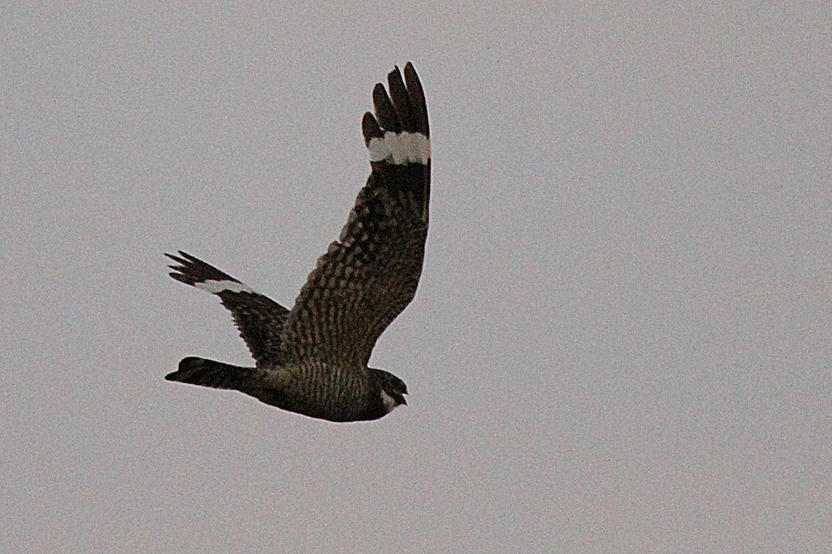 Lesser Nighthawk - ML639293607