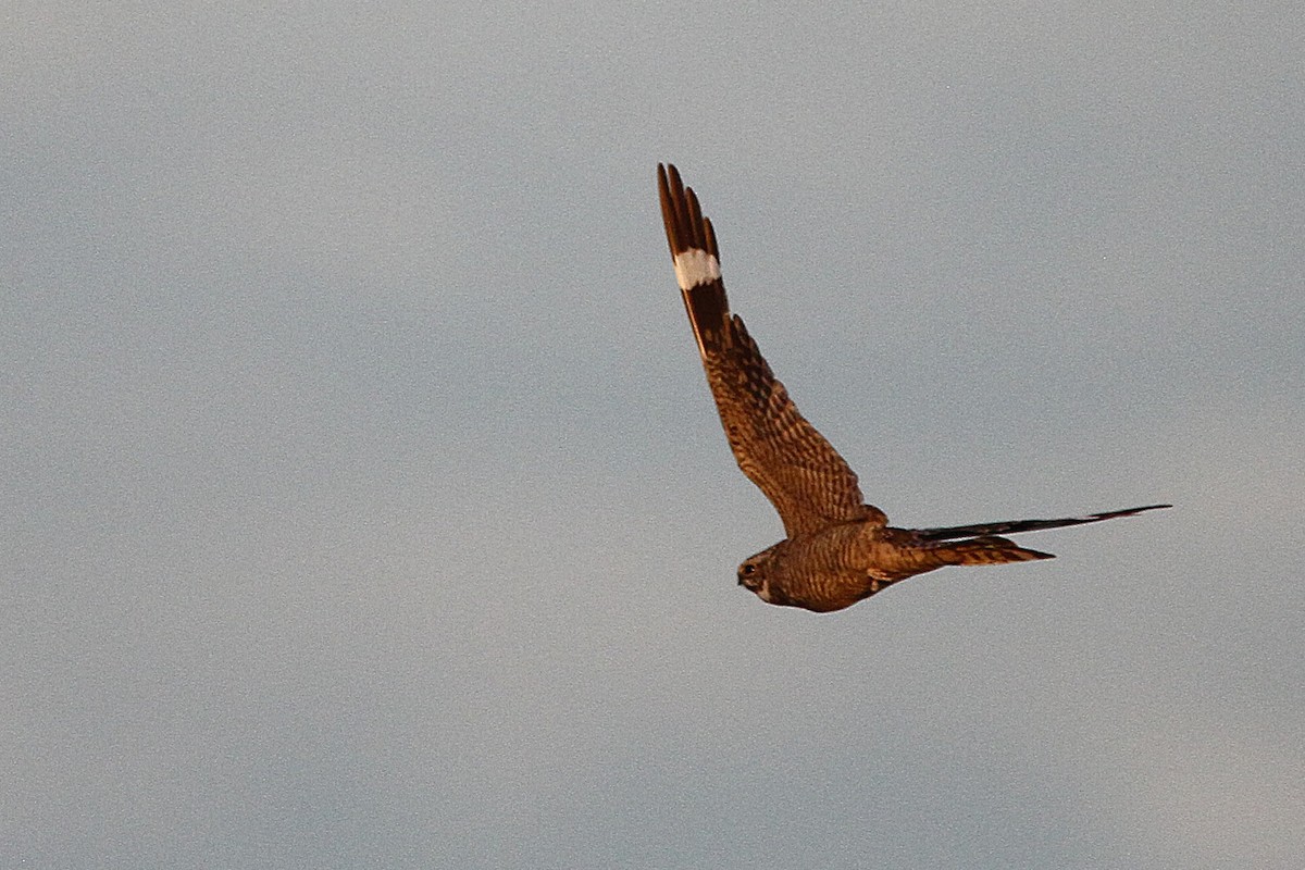 Lesser Nighthawk - ML639293608