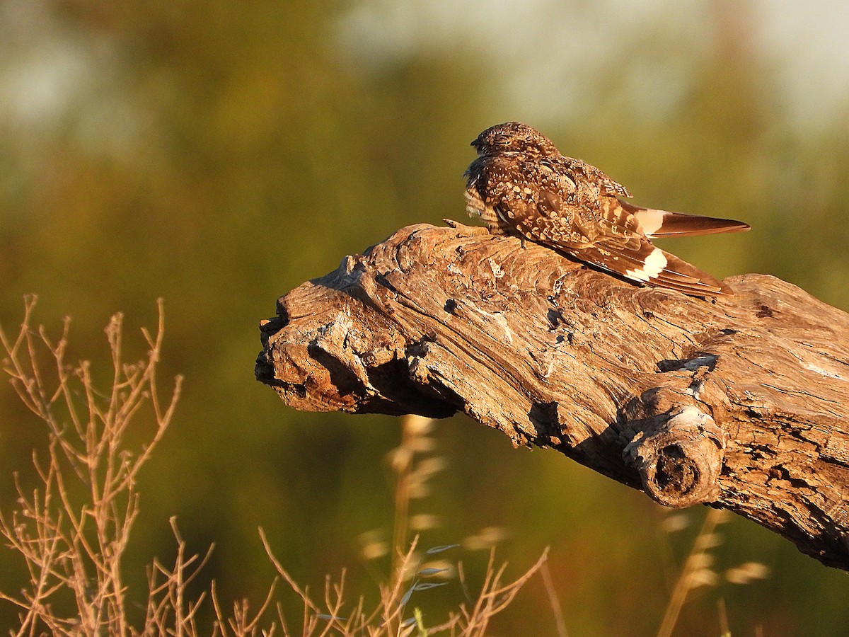 Lesser Nighthawk - ML639293609