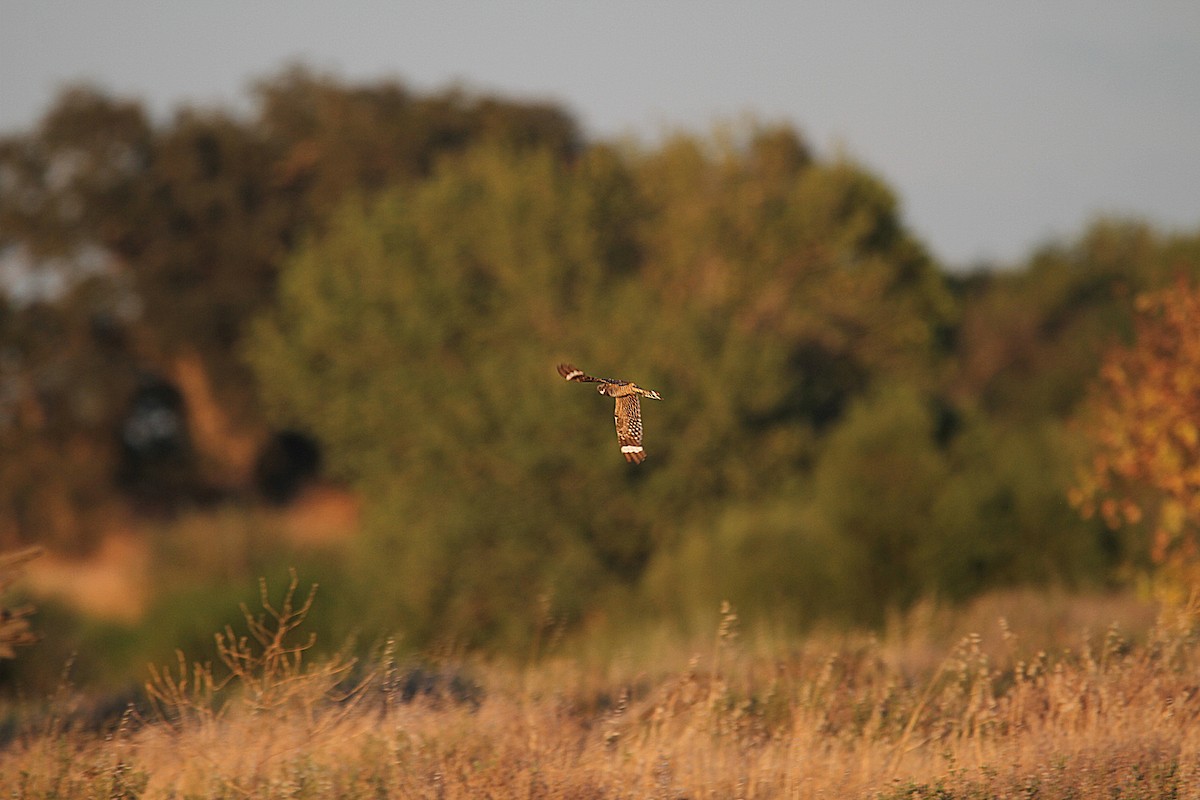 Lesser Nighthawk - ML639293610